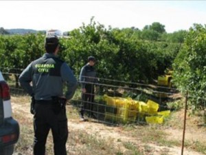 Los robos en el campo valenciano alcanzan al día un valor de 64,000€